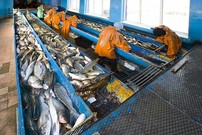 Рыболовецкая артель Память Ленина